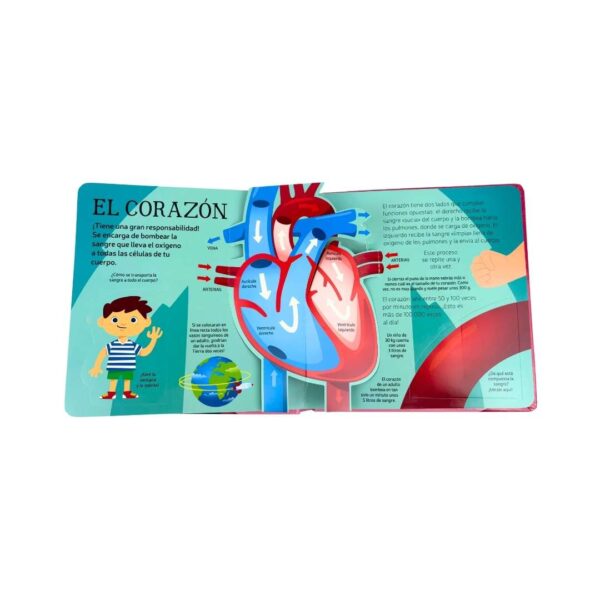Cuerpo humano - POP UP - Imagen 2